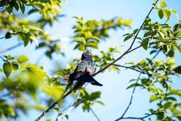 Colibri reposant sur une branche d'arbre jabuticaba tout en prenant un bain de soleil, oiseau fantastique et parfait.