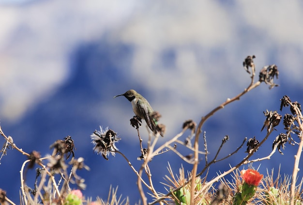 Colibri vert et bleu