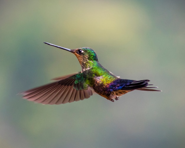 Colibri Volant Vert