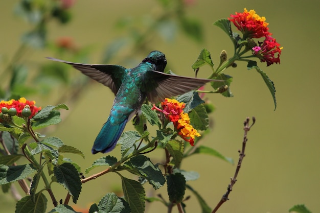 Colibri