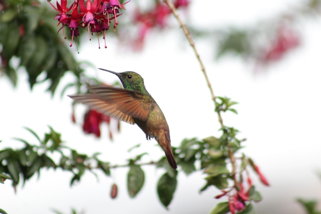 colibri