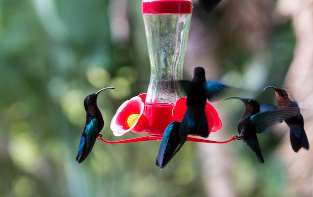 Les colibris des colibris vus sur l'île de la Martinique