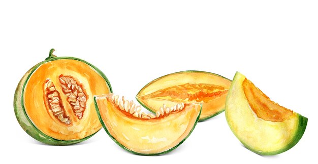 Collage aquarelle de melon d'éléments