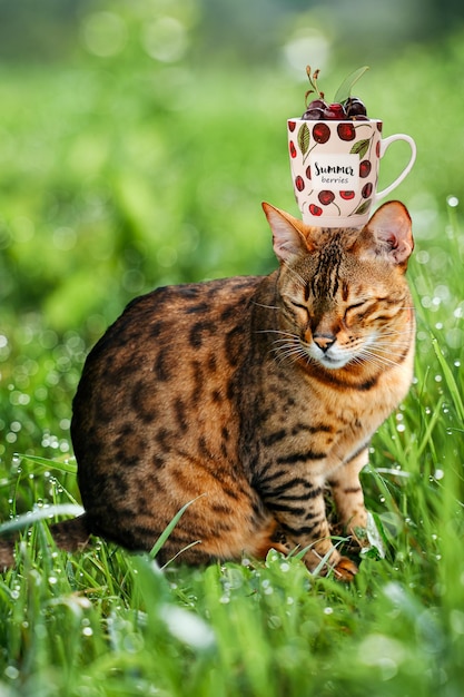 Photo collage d'art avec chat et cerises dans une tasse de thé sur l'herbe