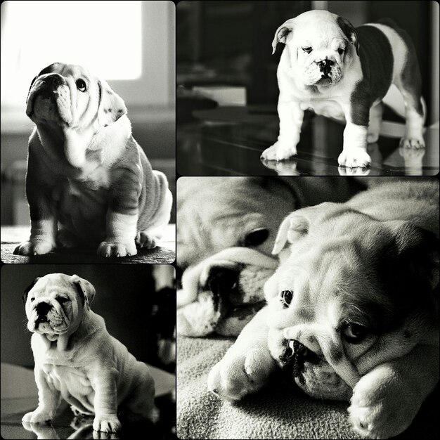 Collage d'un chiot de bulldog à la maison