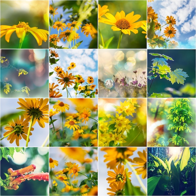 Collage des fleurs d'été