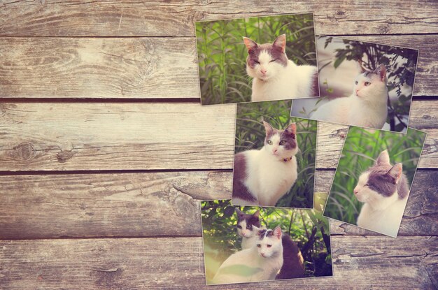 Photo collage de photos de chat