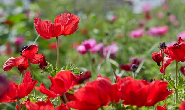 Collecte de belles fleurs colorées à la ferme dans la serre.