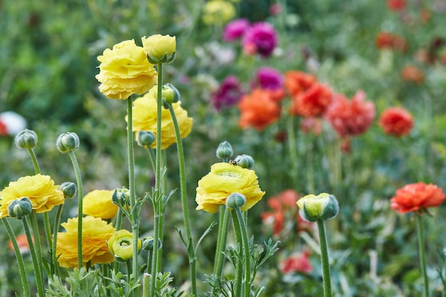 Collecte de belles fleurs colorées à la ferme dans la serre.