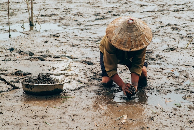 Collecte d&#39;escargots de mer au Vietnam