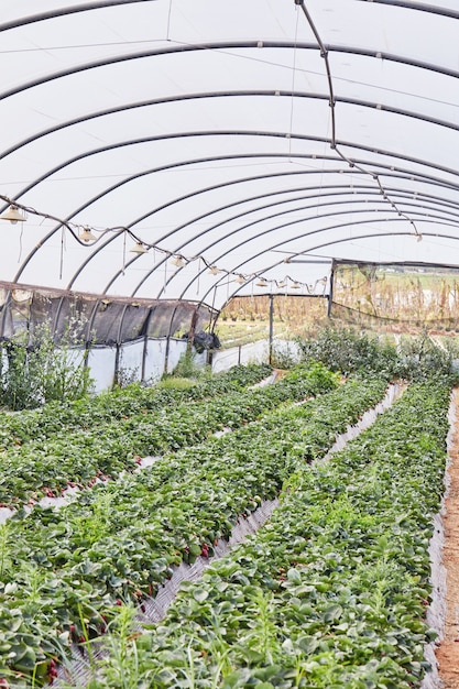 La collecte de fraises fraîches à la ferme dans la serre avec des lits est amusante pour toute la famille.