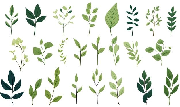 Collecte d'herbes forestières à feuilles vertes