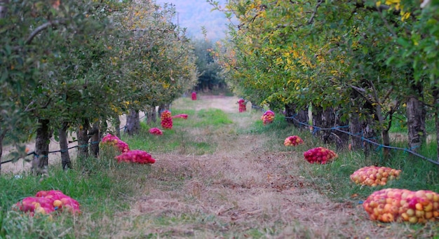 La collecte de pommes mûres prêtes à être transportées dans une installation de production industrielle Image de l'industrie alimentaire