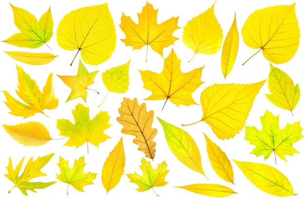 Collection de 25 feuilles d'arbres d'automne jaunes isolées