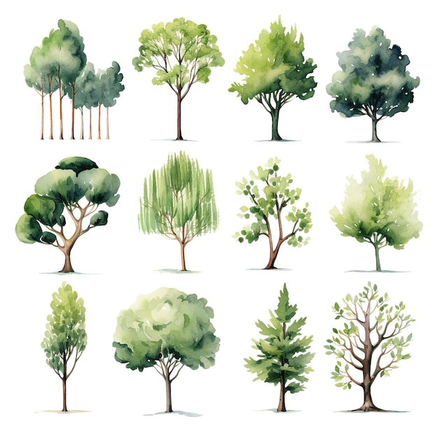 Photo collection d'aquarelles de diverses espèces d'arbres représentant différentes saisons et environnements