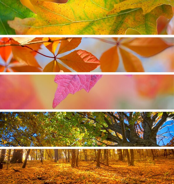 Collection d'arrière-plans abstraits de la saison d'automne des bannières d'automne