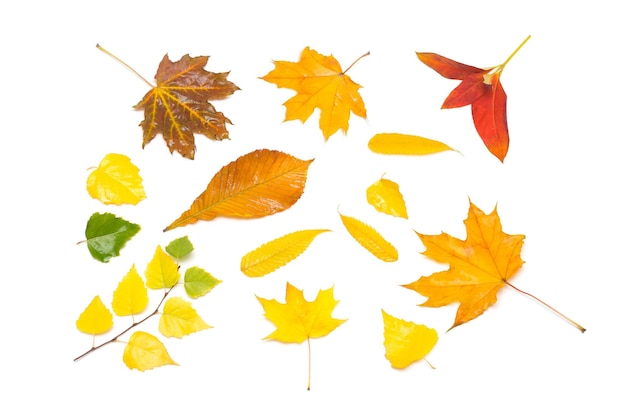 Collection d'automne de feuilles de bouleau, d'érable, de sorbier et de viorne isolés sur fond blanc. Mise à plat, vue de dessus