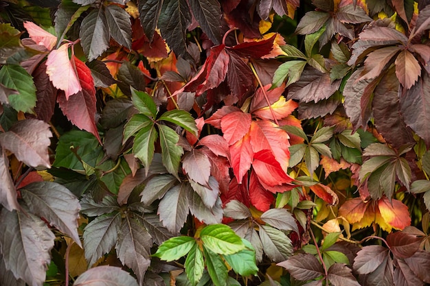 Collection d'automne de fond de feuilles colorées d'automne