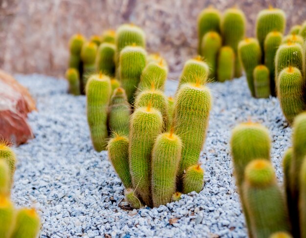 Collection de beaux cactus épineux dans la serre