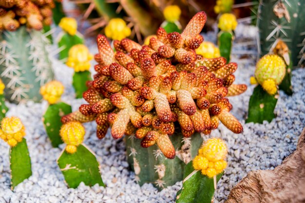 Collection de beaux cactus épineux dans la serre