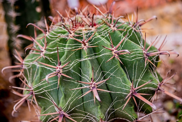 Collection de beaux cactus épineux en serre