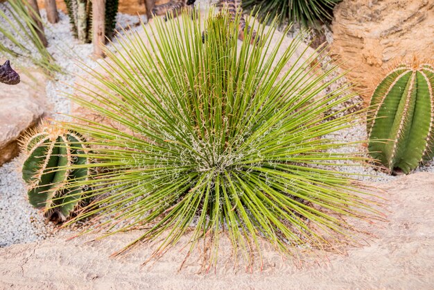 Collection de beaux cactus épineux en serre