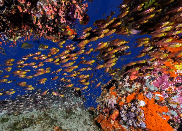 une collection de beaux poissons