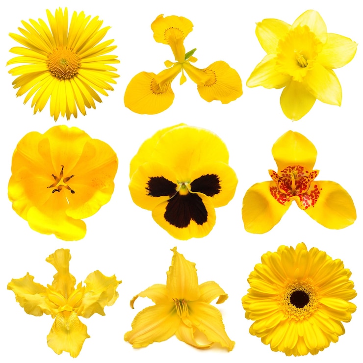 Photo collection belle tête fleurs jaunes de marguerite narcisse iris pensées gerbera tigridia lily tulip isolé sur fond blanc belle composition florale délicate vue de dessus plat