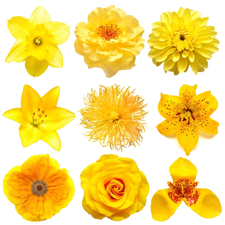 Photo collection belle tête fleurs jaunes de marguerite narcisse rose dahlia pavot tigridia lys isolé sur fond blanc belle composition florale délicate vue de dessus plat