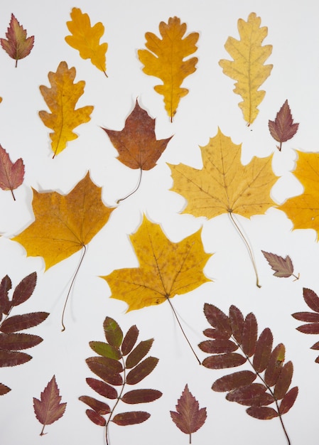 Collection de belles feuilles d'automne colorées isolées