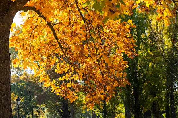 Collection de belles feuilles d'automne colorées