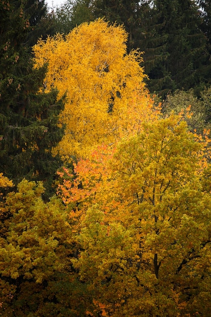 Collection de belles feuilles d'automne colorées