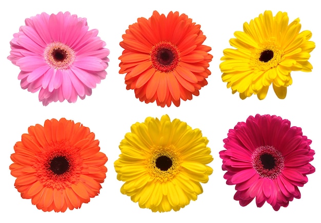 Collection de belles fleurs délicates gerberas isolés sur fond blanc Composition florale créative à la mode Été printemps Mise à plat Vue de dessus