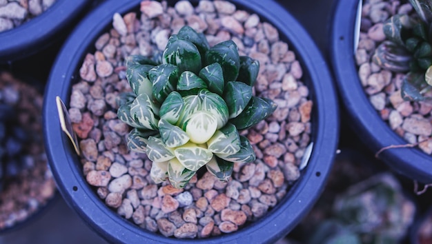 Collection de belles plantes succulentes echeveria en pot blanc