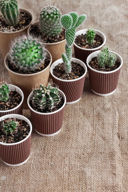 Collection de cactus et plantes succulentes dans de petits gobelets en papier