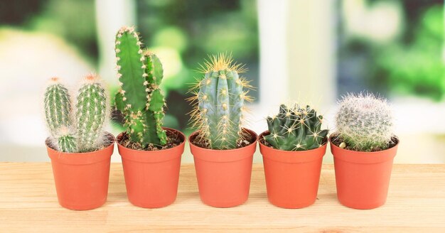 Collection de cactus sur le rebord de la fenêtre