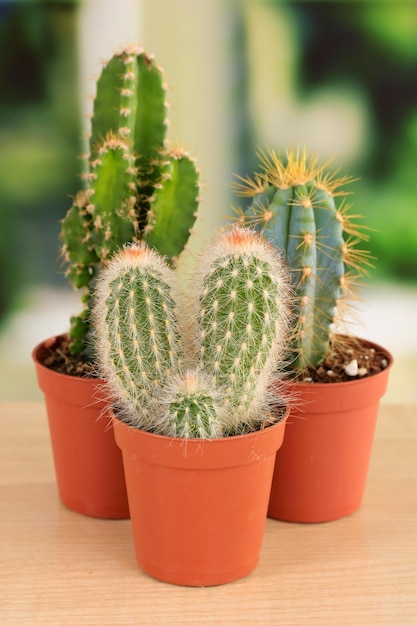 Collection de cactus sur le rebord de la fenêtre