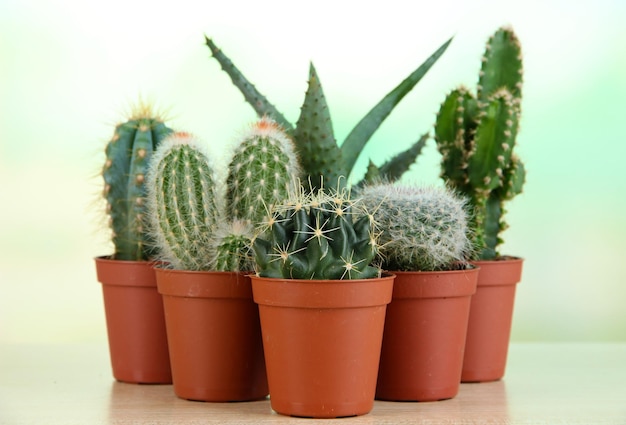 Photo collection de cactus sur table en bois
