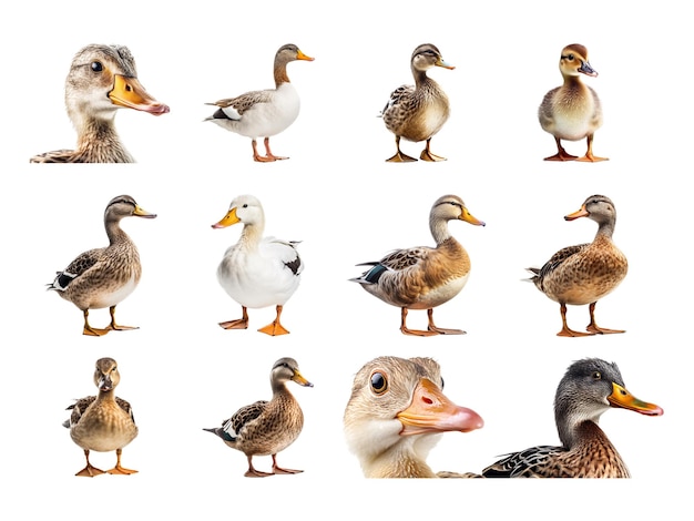 Collection de canard isolée sur fond blanc avec génération d'IA