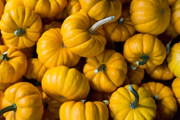 Une collection de citrouilles oranges fraîches