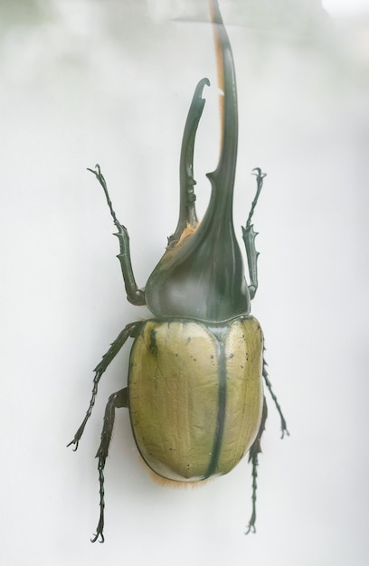 Collection de coléoptères d'herbier sur fond blanc dans le cadre. un herbier encadré. Décoration de l'intérieur.