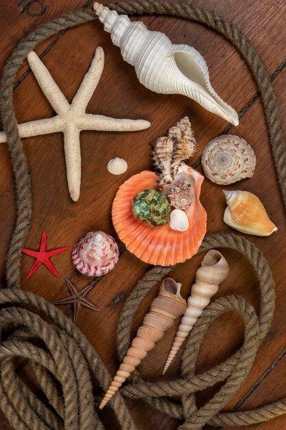 Collection de coquillages Beachcombing