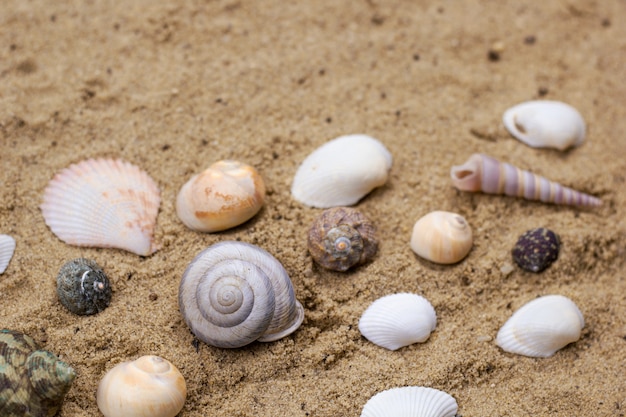 Collection de coquillages sur fond de sable