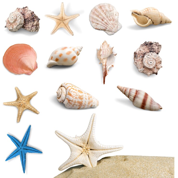 Photo collection de coquillages isolé sur fond blanc