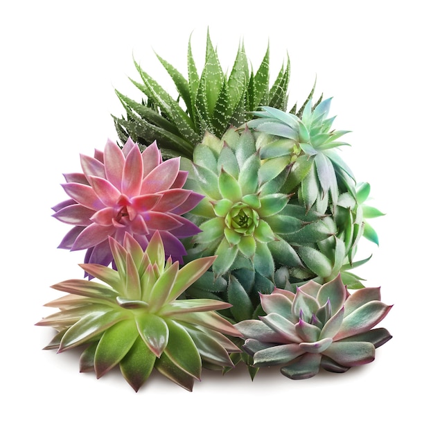 Collection de différentes belles succulentes sur fond blanc