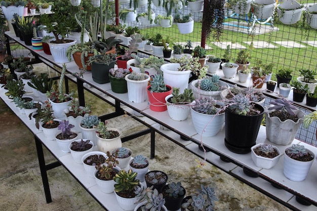 Collection de divers cactus et plantes succulentes dans différents pots poussant à l'intérieur de la serre