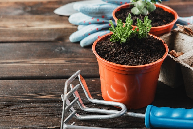 Collection de diverses plantes d'intérieur, gants de jardinage, terreau et truelle sur bois blanc. Rempoter les plantes d'intérieur.