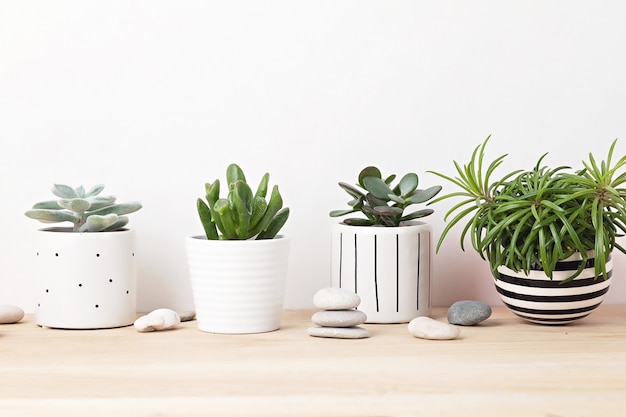 Collection de diverses plantes succulentes et plantes dans des pots colorés. Cactus en pot et plantes d'intérieur contre un mur lumineux. L'élégant jardin intérieur