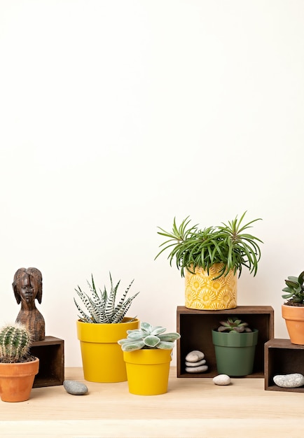 Collection de diverses plantes succulentes et plantes dans des pots colorés. Cactus en pot et plantes d'intérieur contre un mur lumineux. Le jardin intérieur élégant