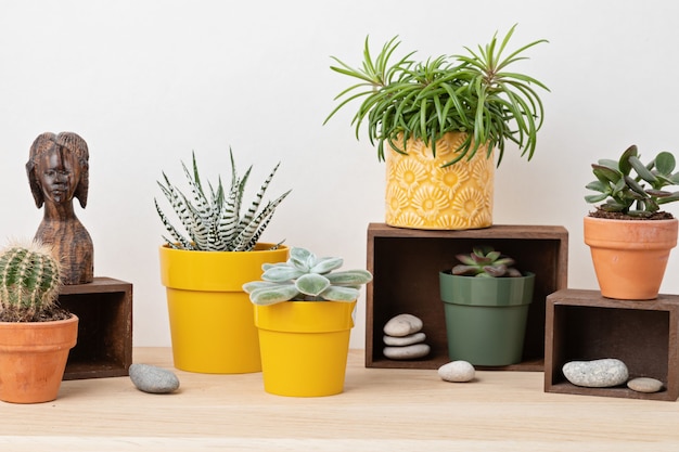 Collection de diverses plantes succulentes et plantes dans des pots colorés. Cactus en pot et plantes d'intérieur contre un mur lumineux. Le jardin intérieur élégant